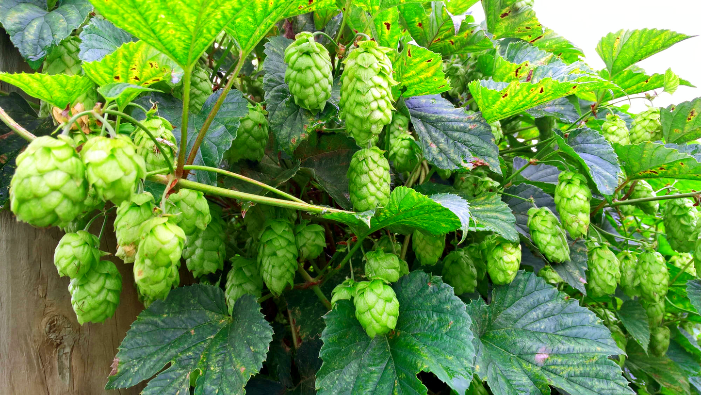 Mellow Yellow Hop Plant