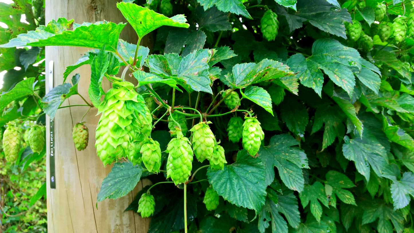 Mellow Yellow Hop Plant