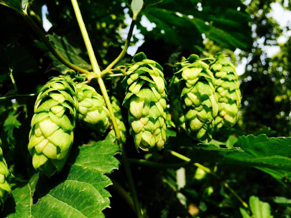 Cascade Hop Plant