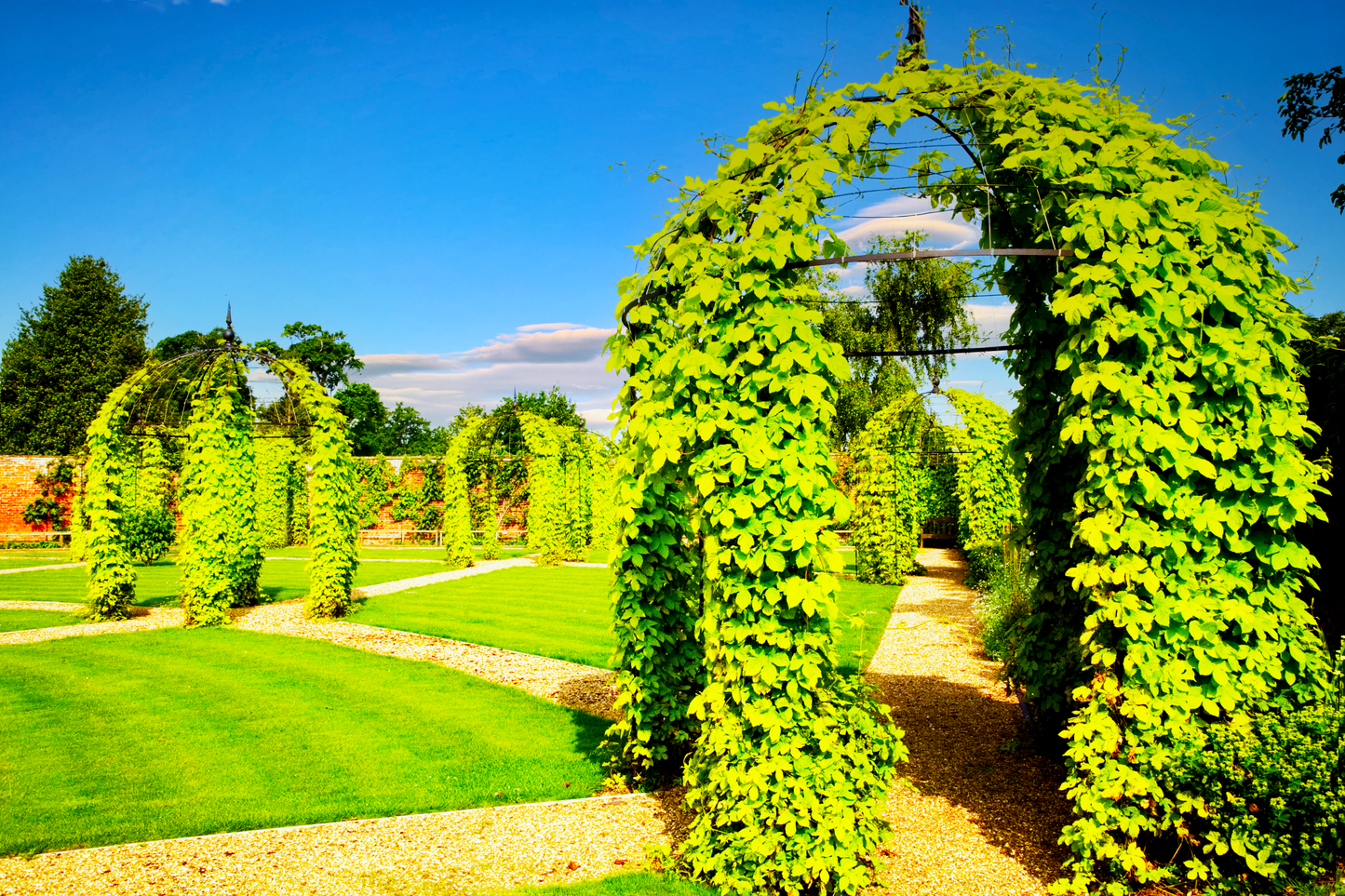 Golden Daze® Hop Plant