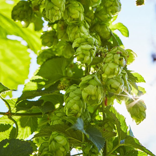 Riwaka Hop Plant