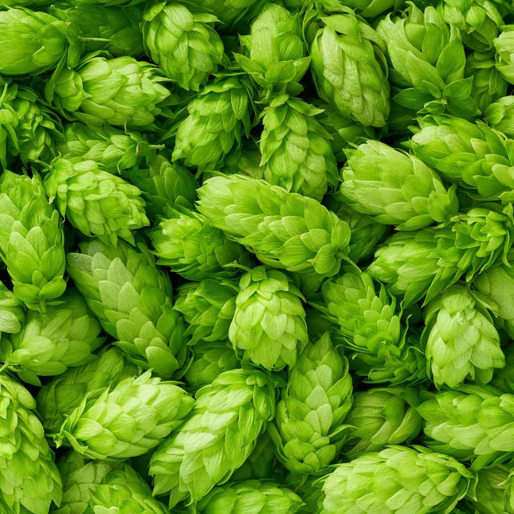 Styrian Golding Hop Plant