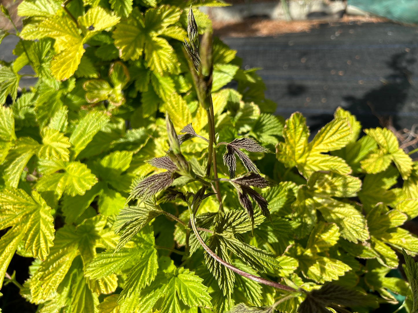 Limealicious Hop Plant