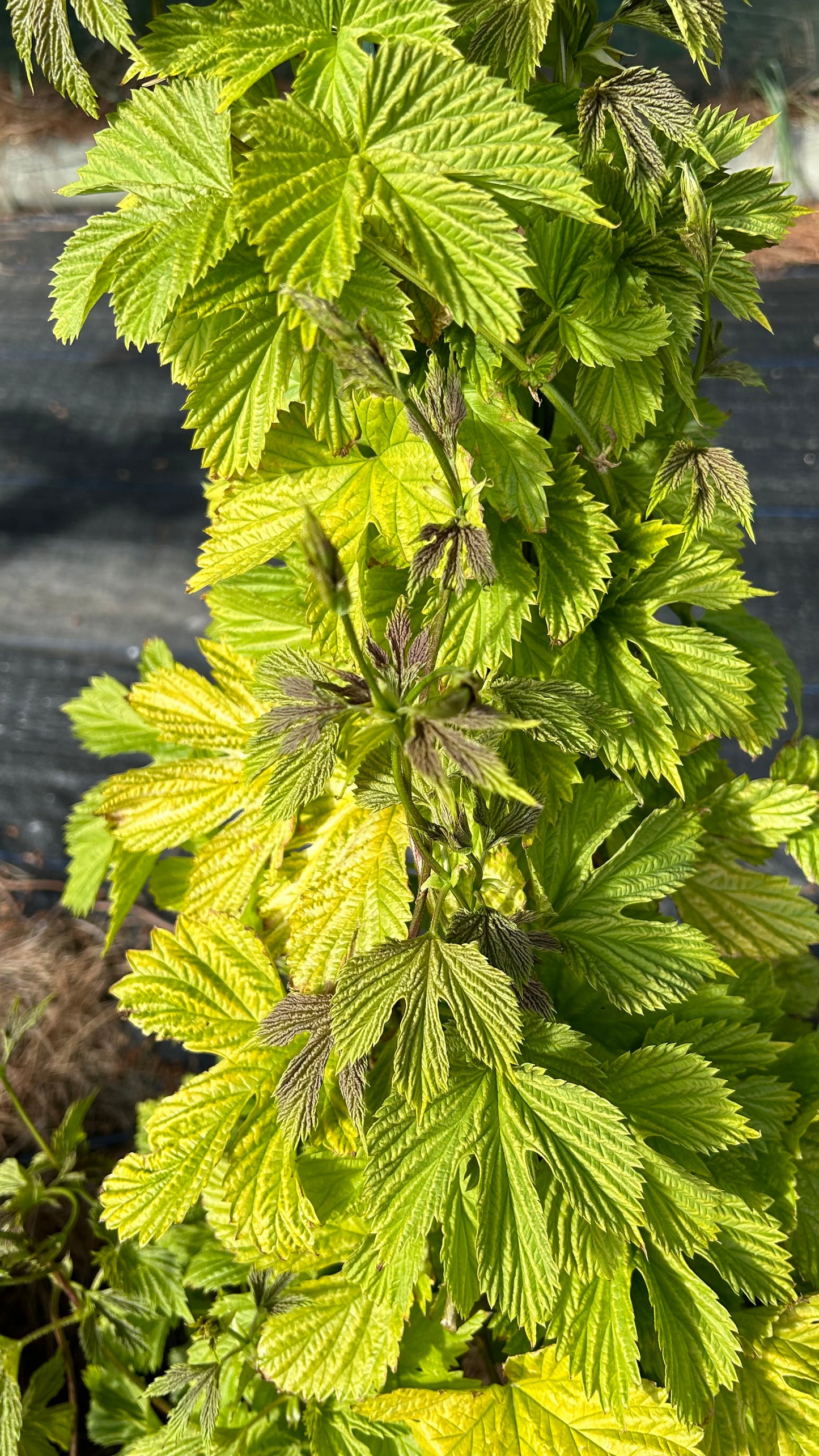 Limealicious Hop Plant