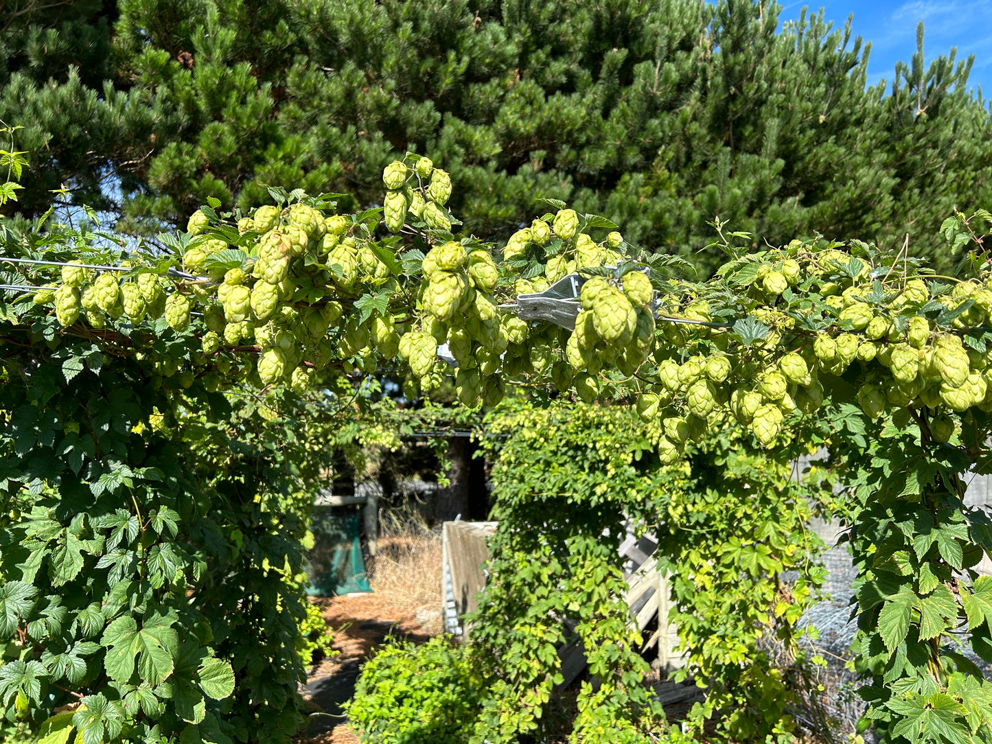 Purple Haze Hop Plant