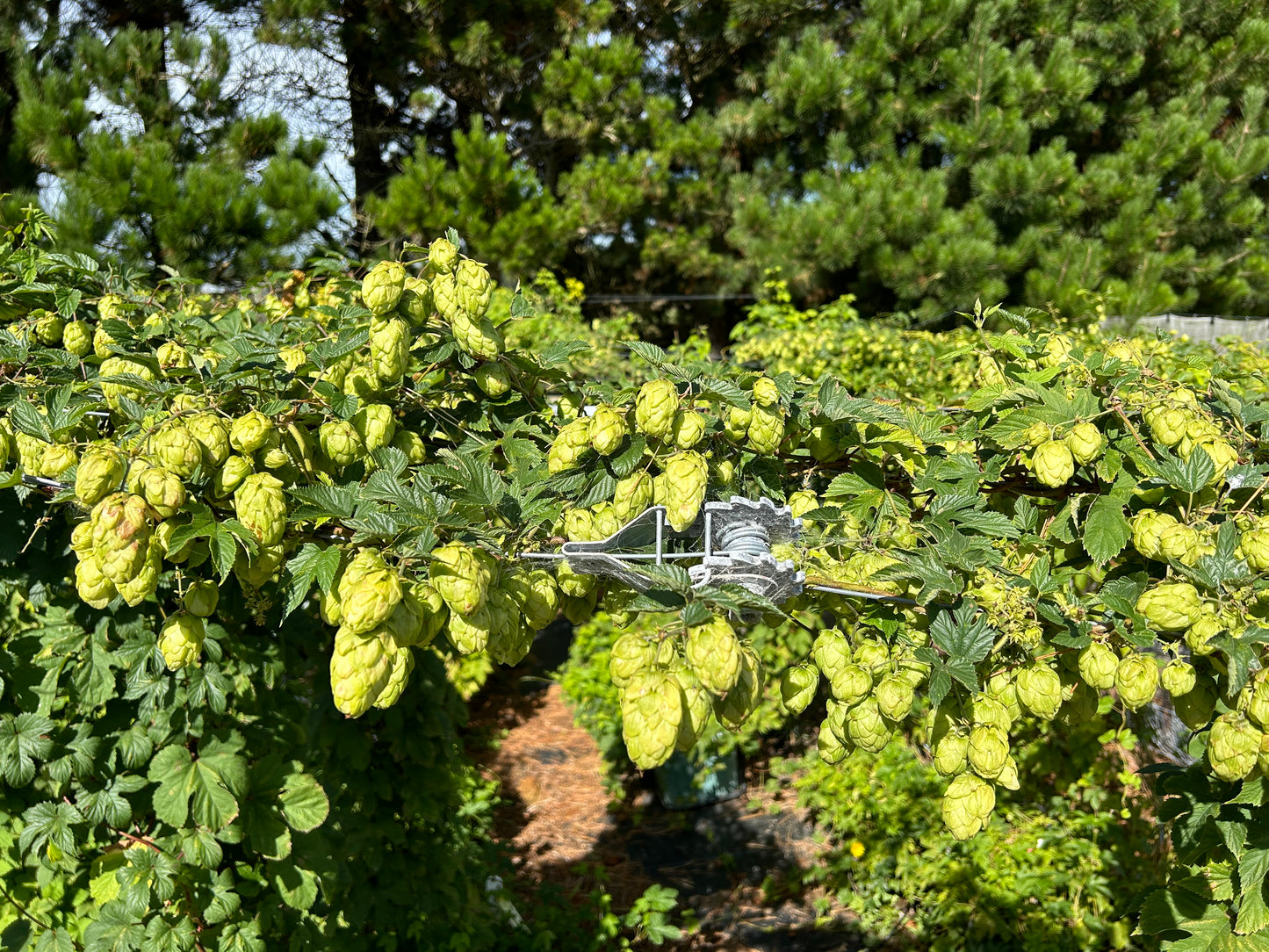 Purple Haze Hop Plant