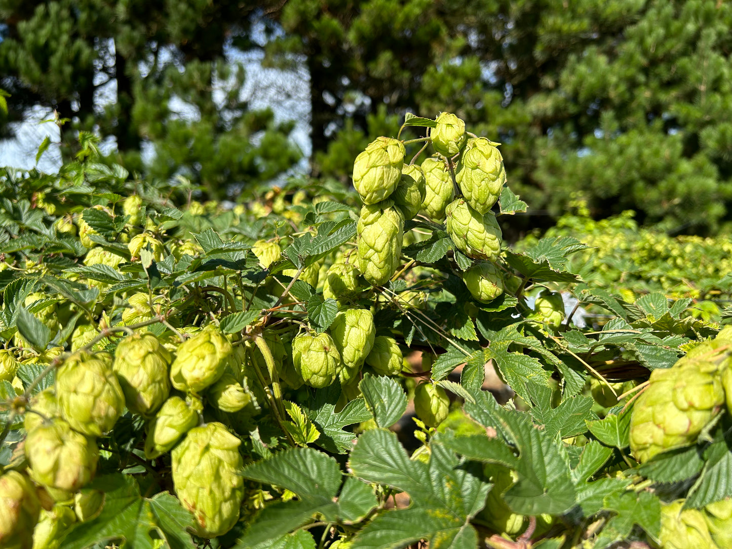 Purple Haze Hop Plant