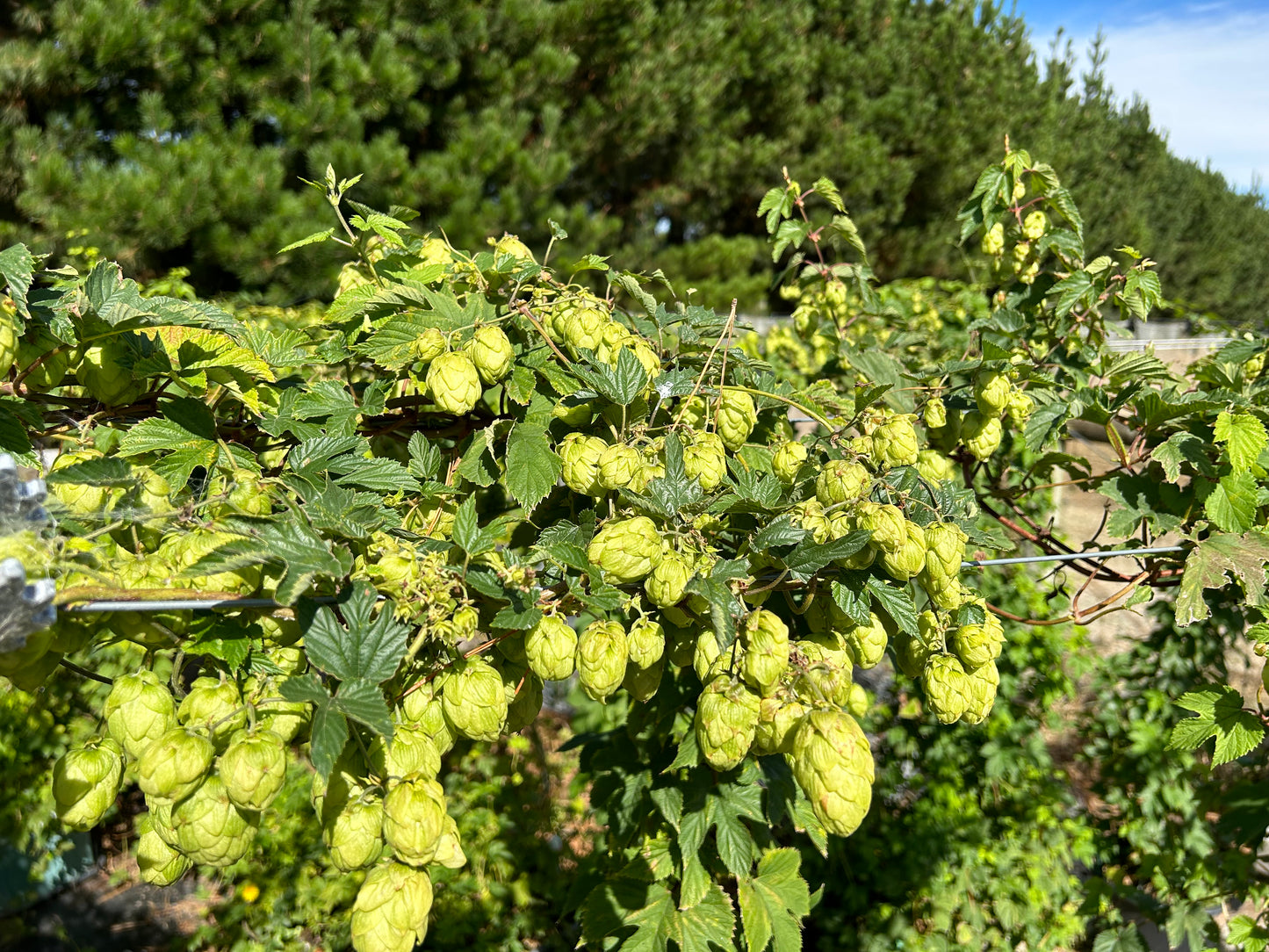 Purple Haze Hop Plant