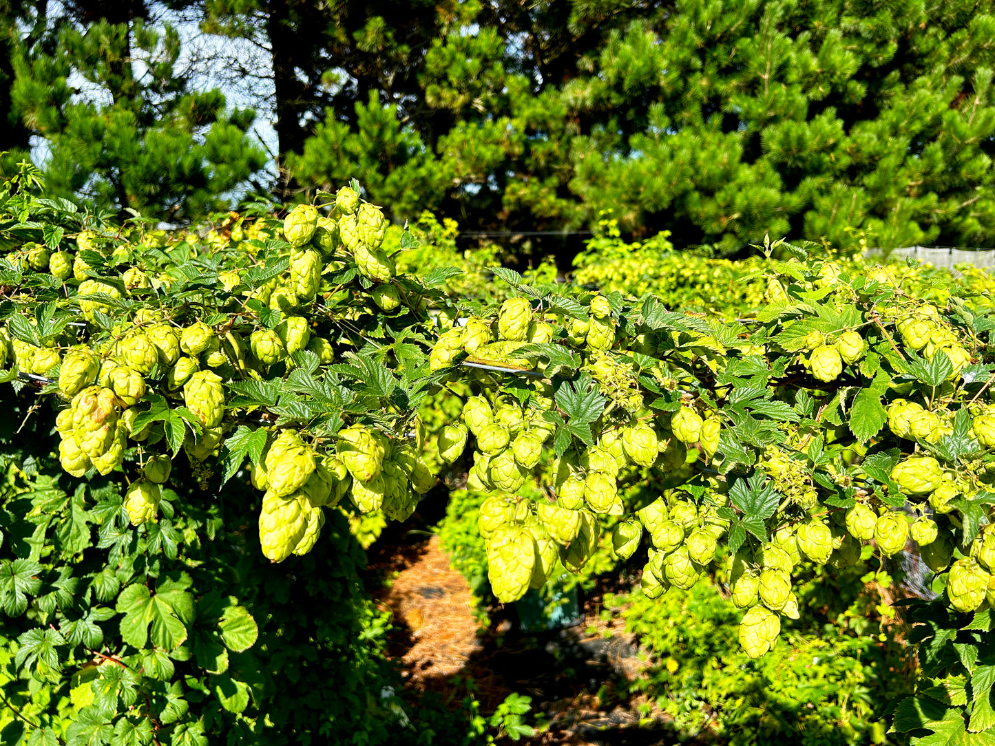 American Pie Hop Plant