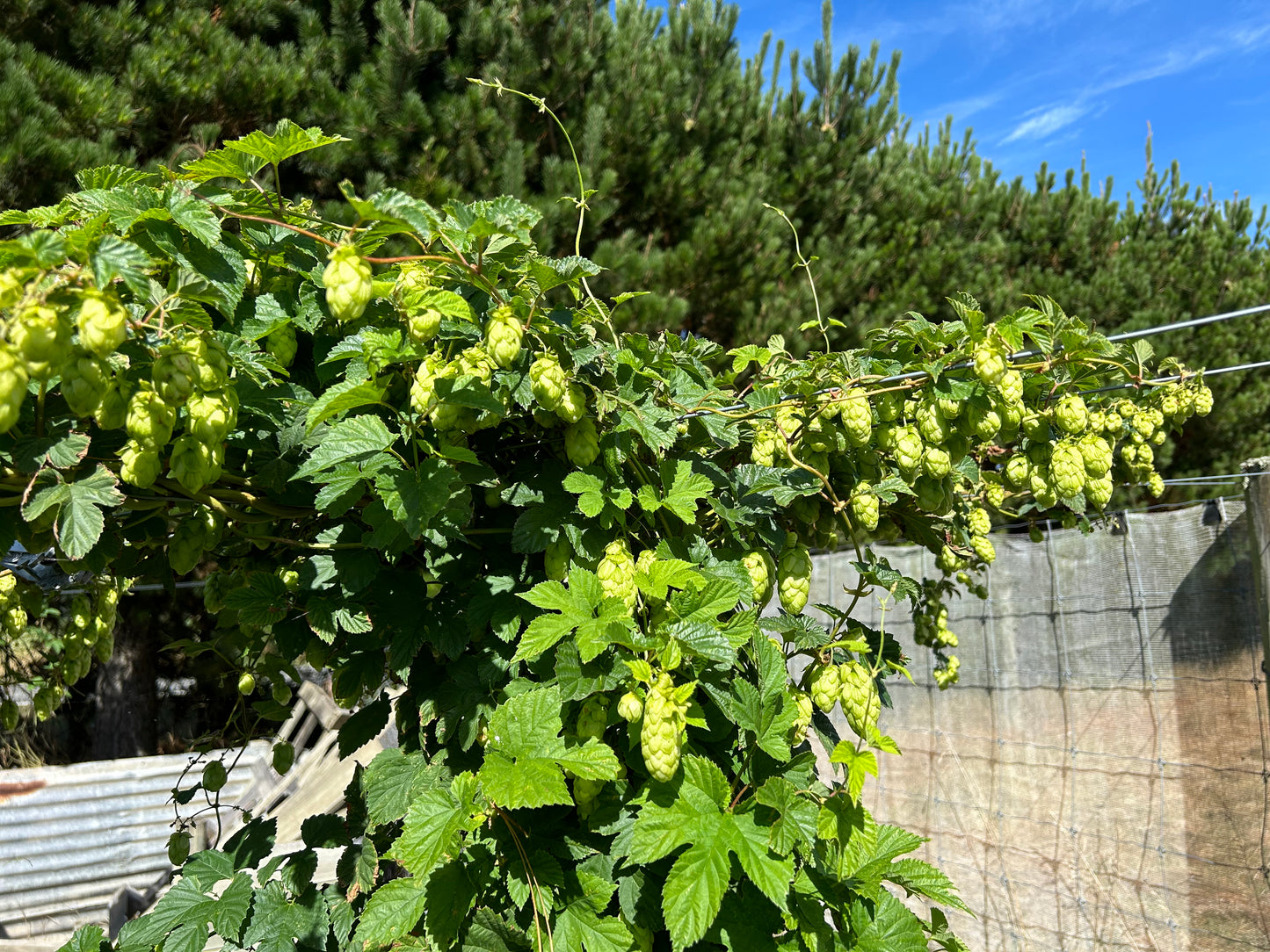 Exotique Hop Plant