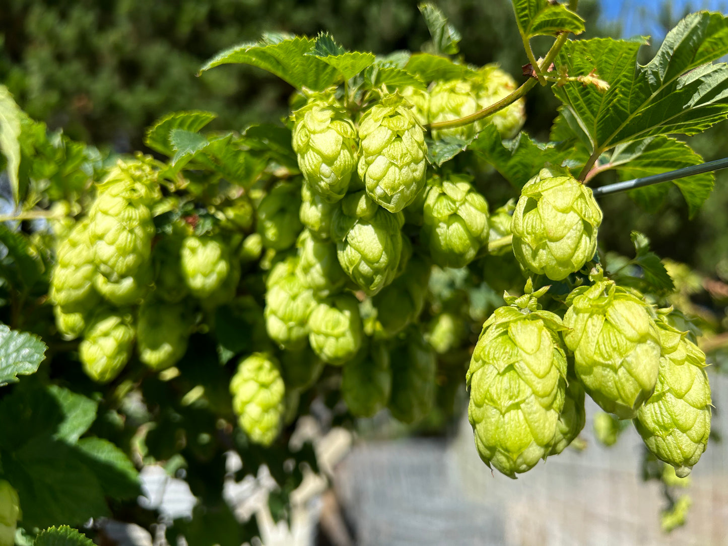 Exotique Hop Plant