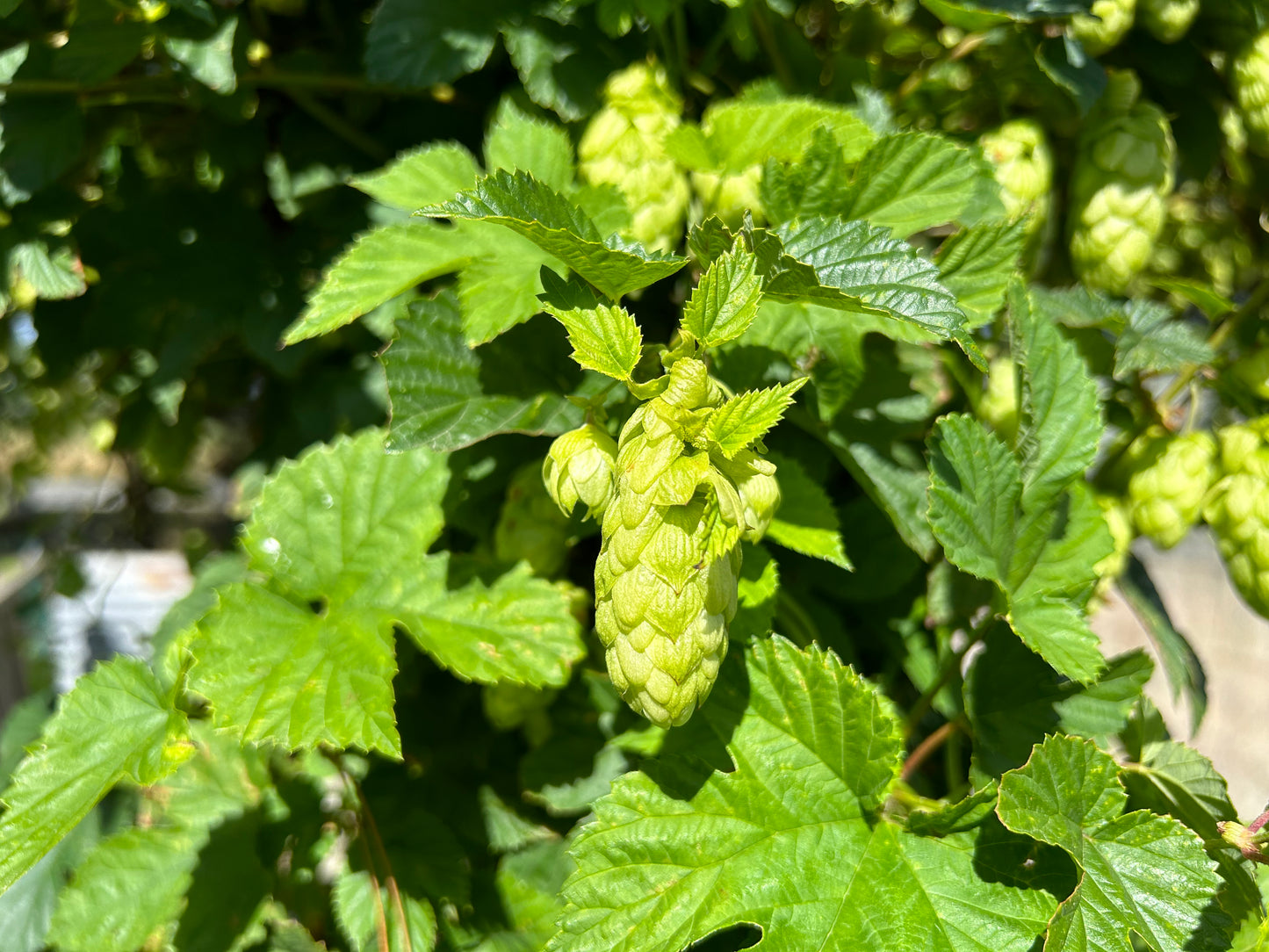 Exotique Hop Plant