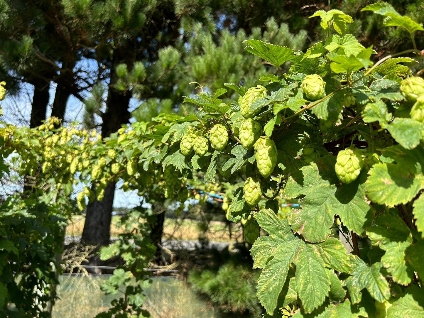 Bombastic Hop Plant