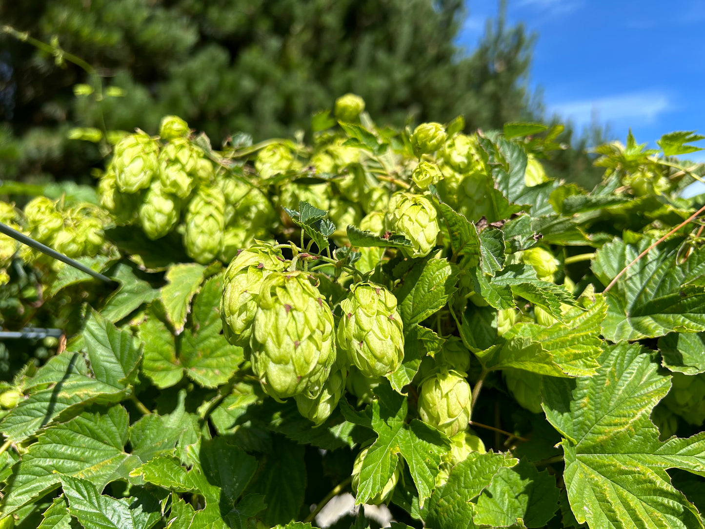 Bombastic Hop Plant