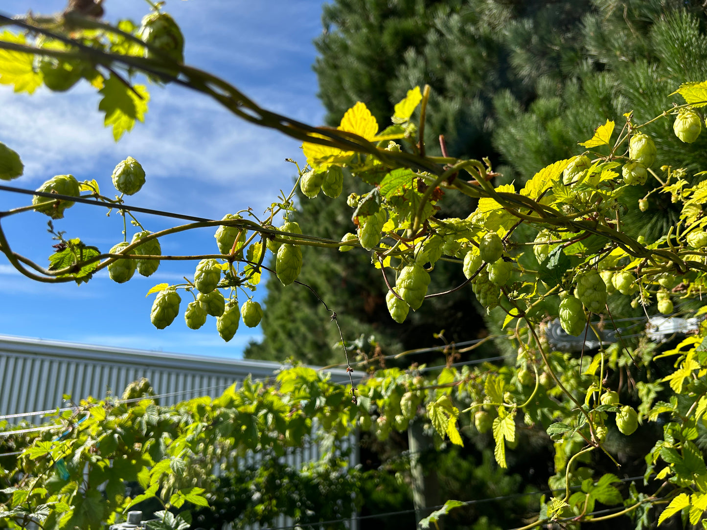 Limealicious Hop Plant