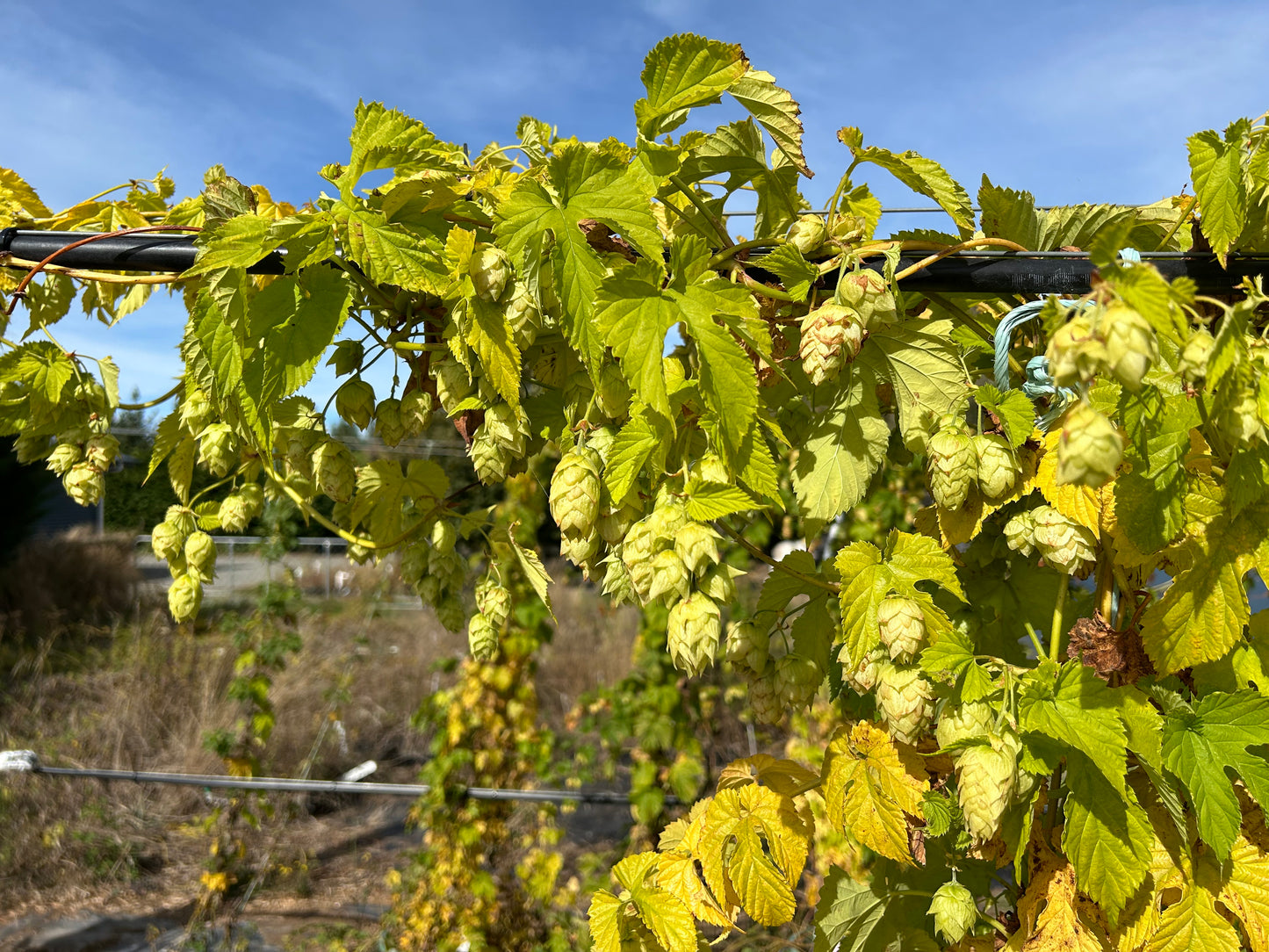 Nelson Sauvin Hop Plant