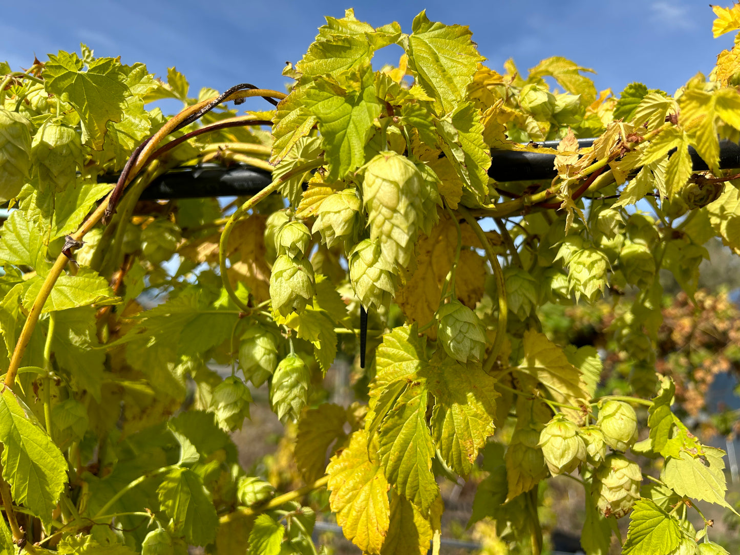 Nelson Sauvin Hop Plant