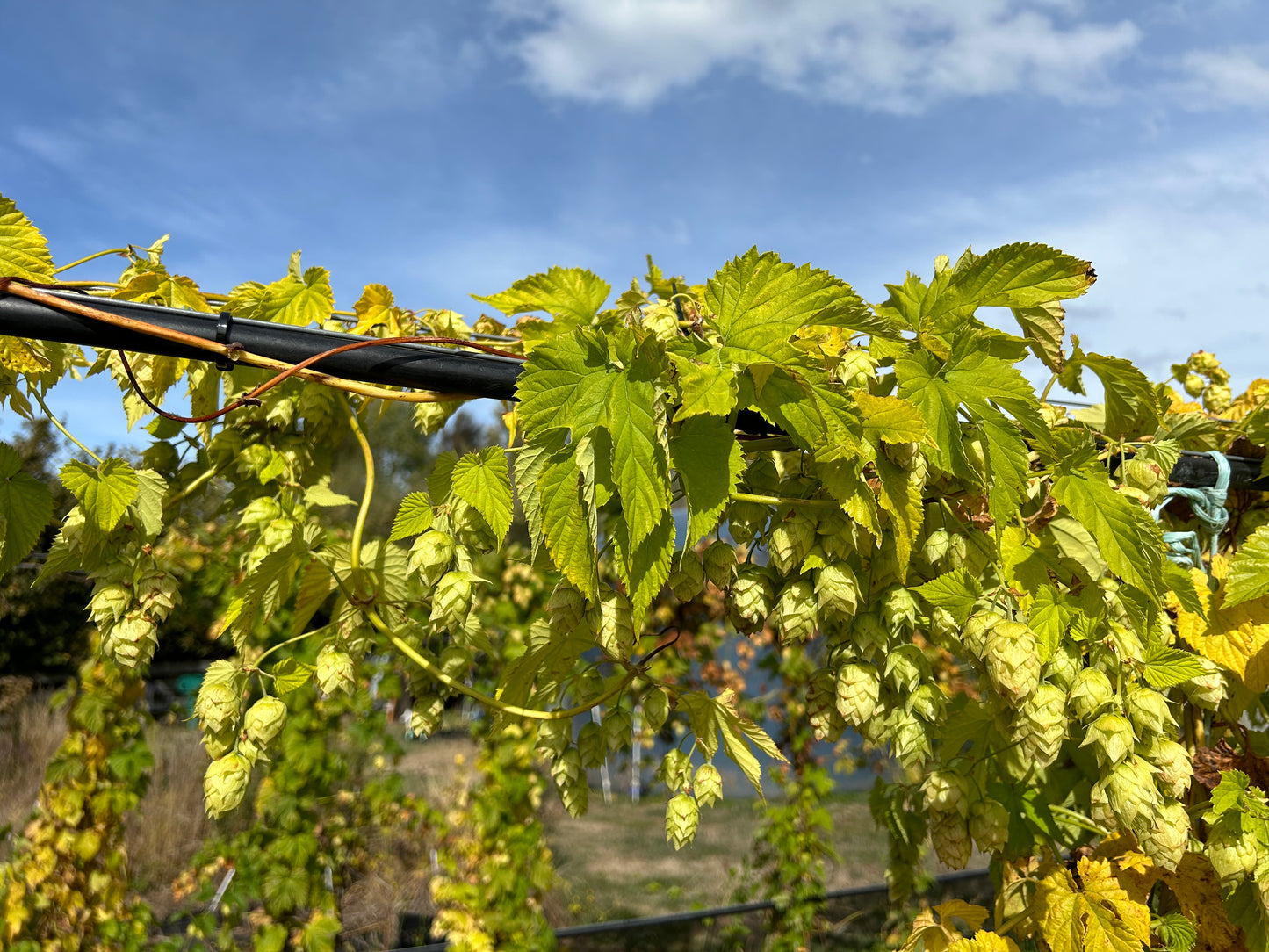 Nelson Sauvin Hop Plant