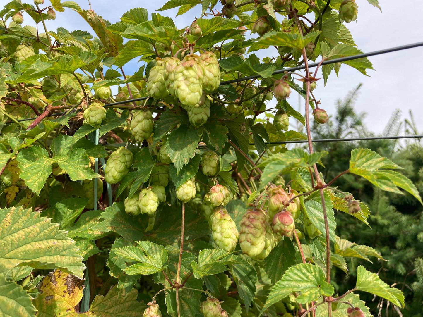 Tropadelic® Hop Plant