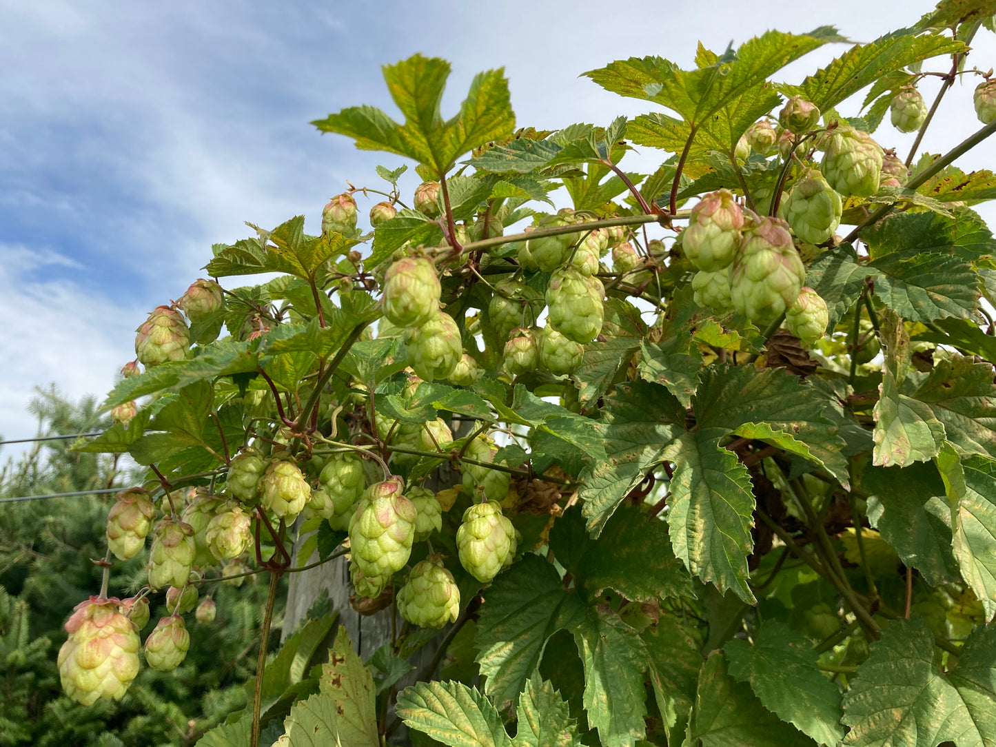 Tropadelic® Hop Plant