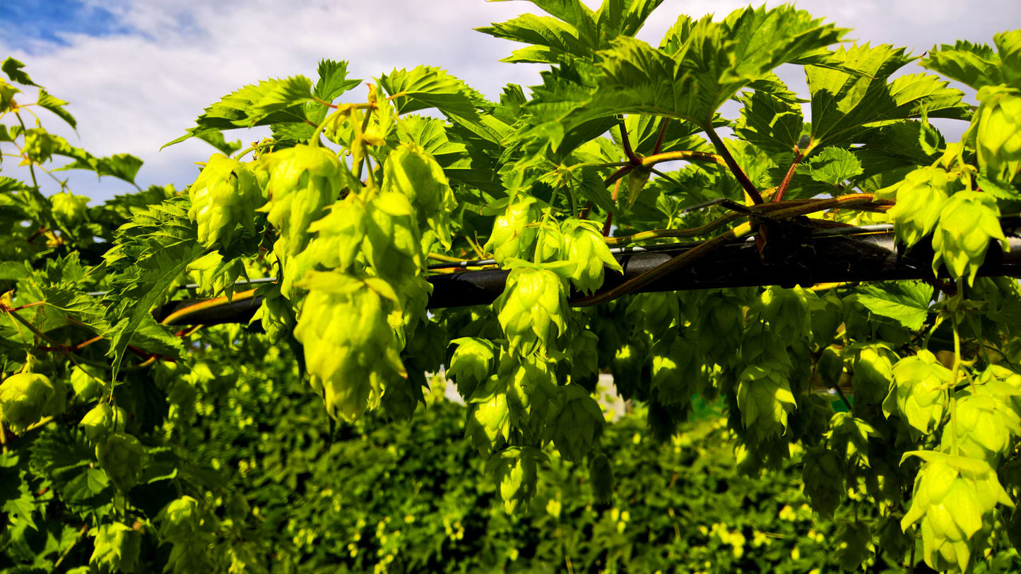 Motueka Hop Plant