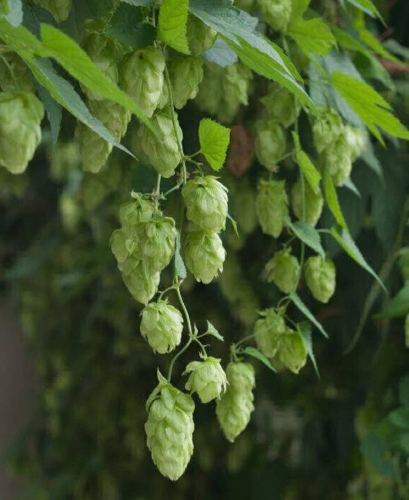 Mount Hood Hop Plant