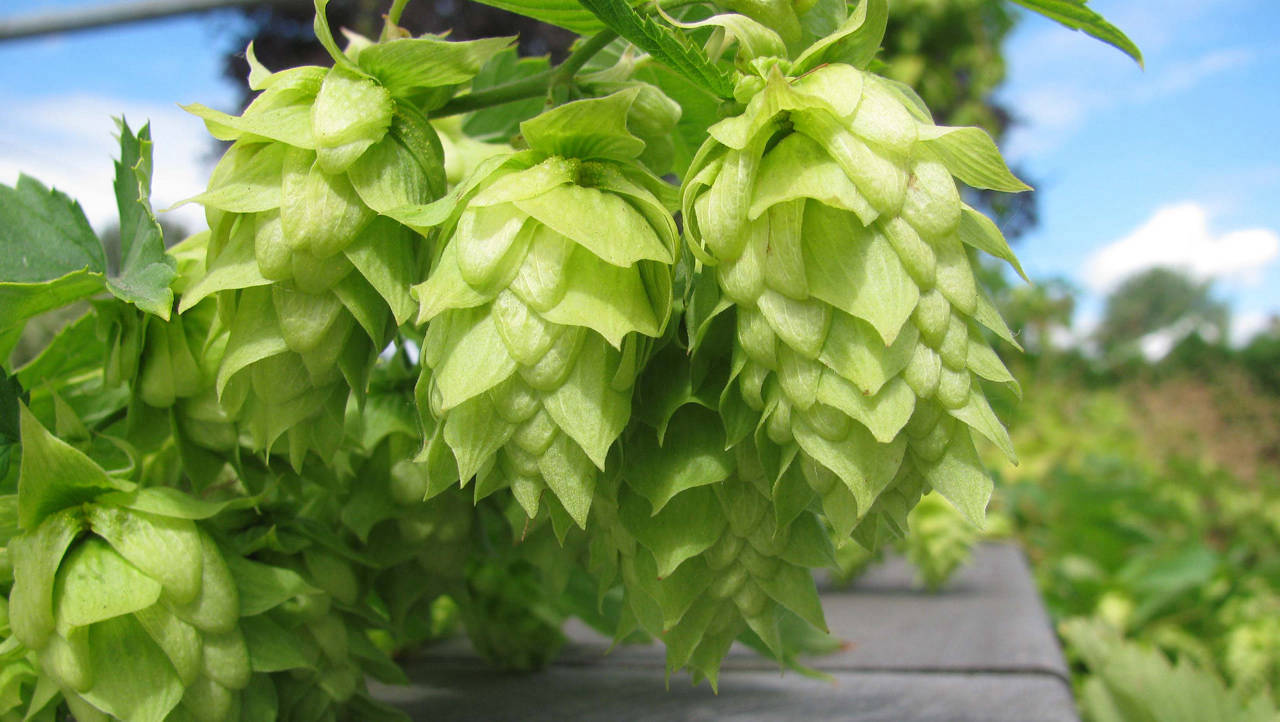 Mount Hood Hop Plant