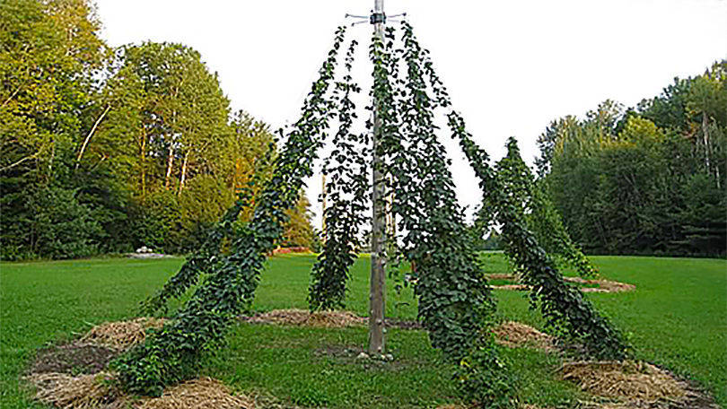 Mount Hood Hop Plant