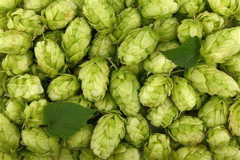 Styrian Golding Hop Plant