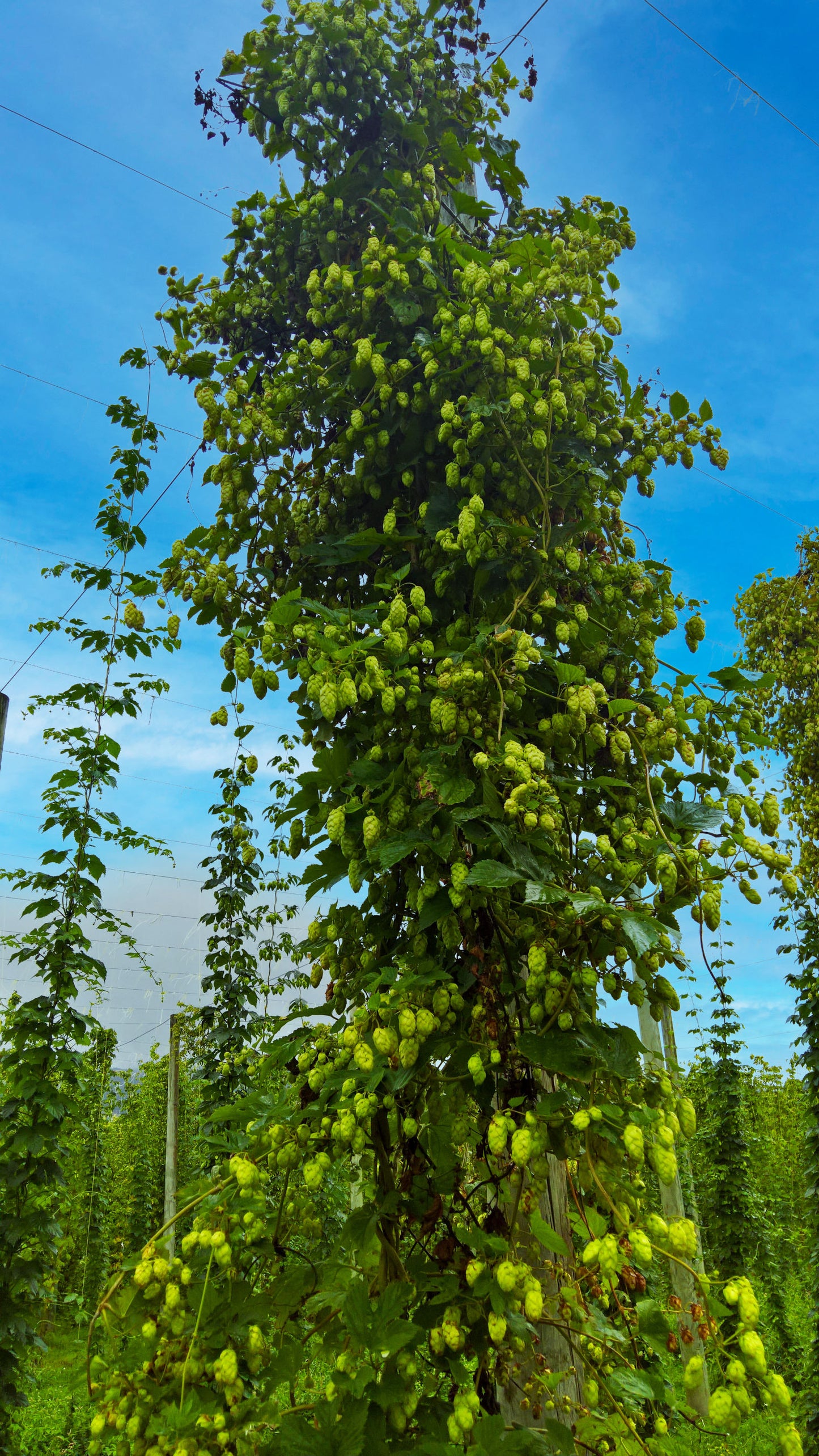 Tangerine Dream Hop Plant