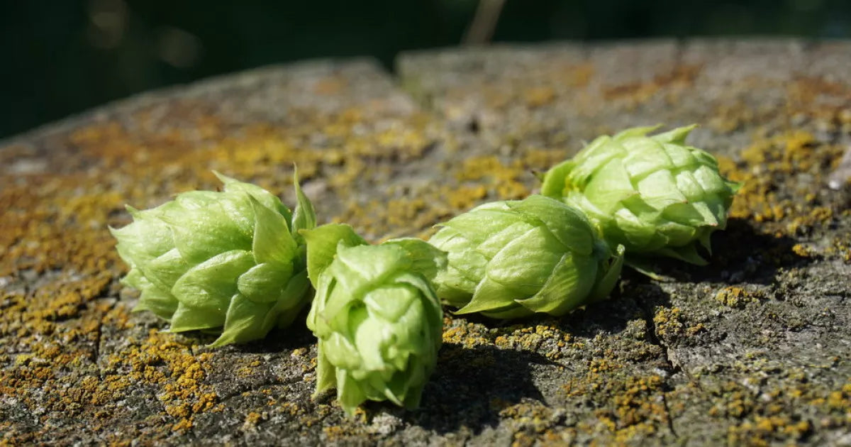 Pacifica Hop Plant