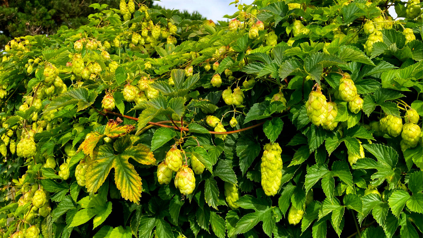 Styrian Golding Hop Plant