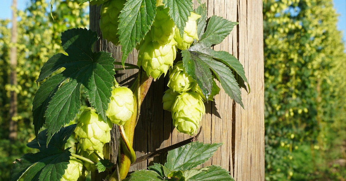 Riwaka Hop Plant