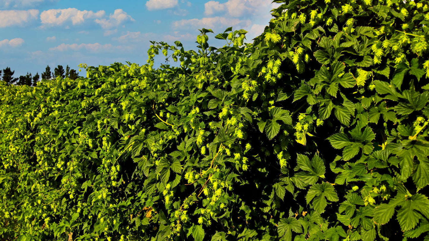 Motueka Hop Plant