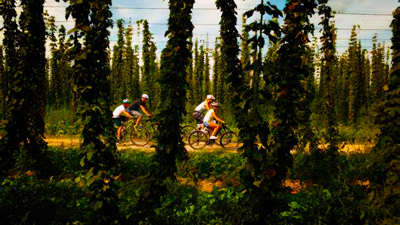 Styrian Golding Hop Plant