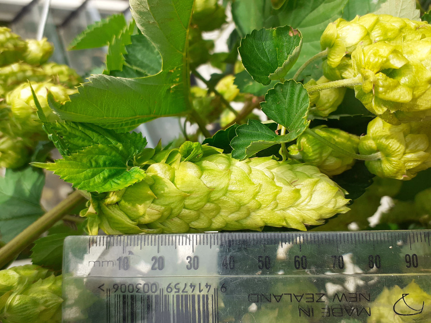 Tangerine Dream Hop Plant