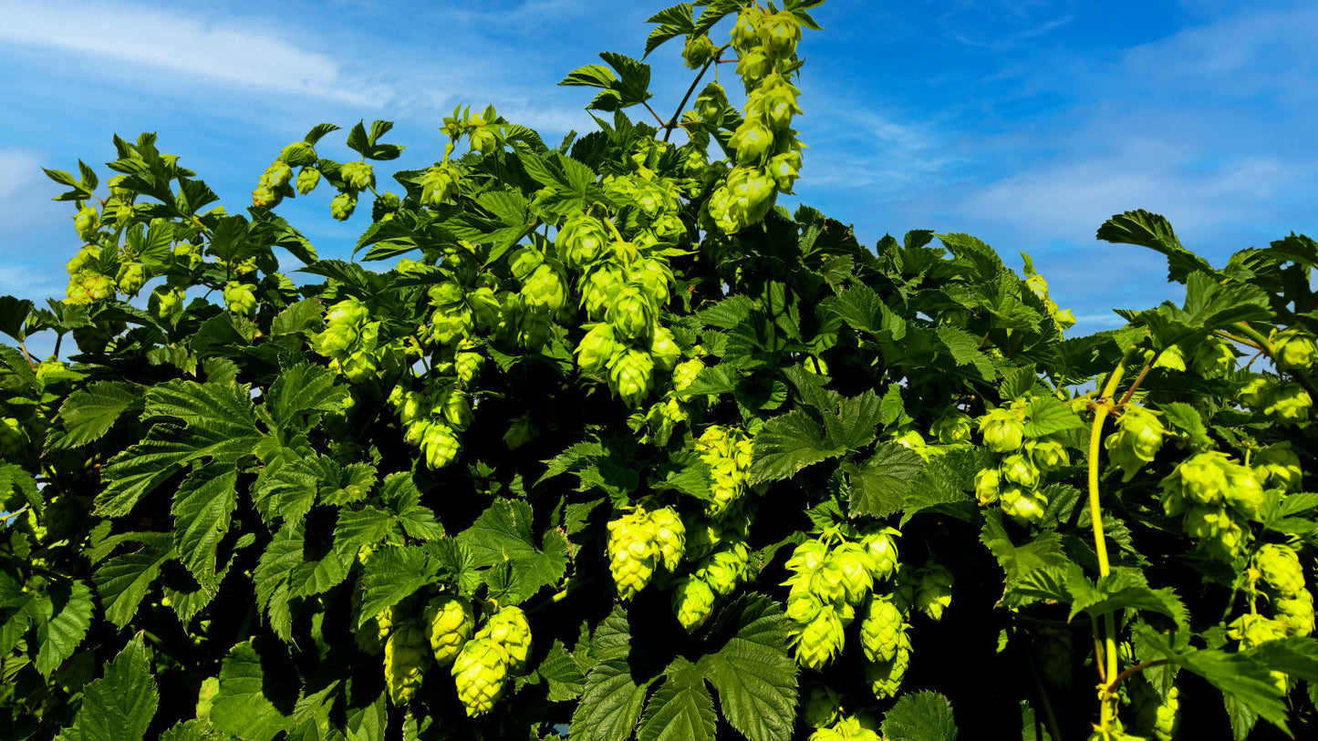 Wakatu Hop Plant