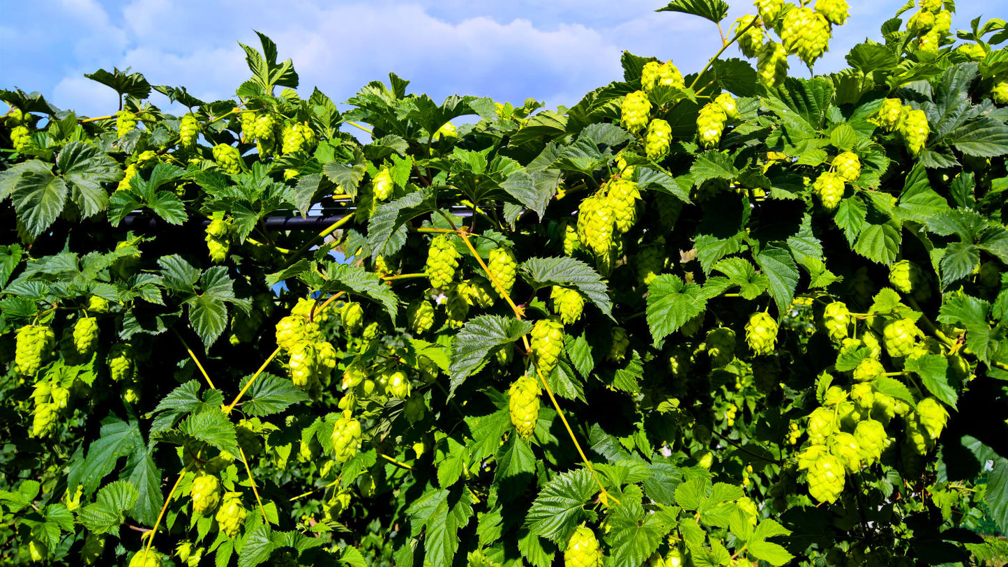 Wakatu Hop Plant