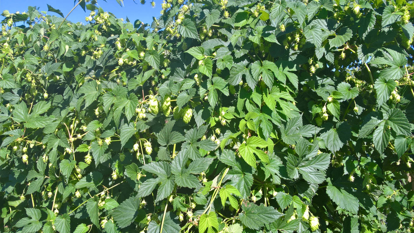 Green Bullet Hop Plant