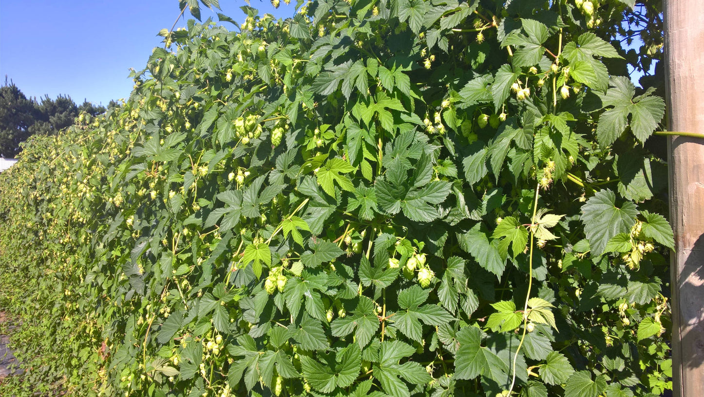 Cascade Hop Plant