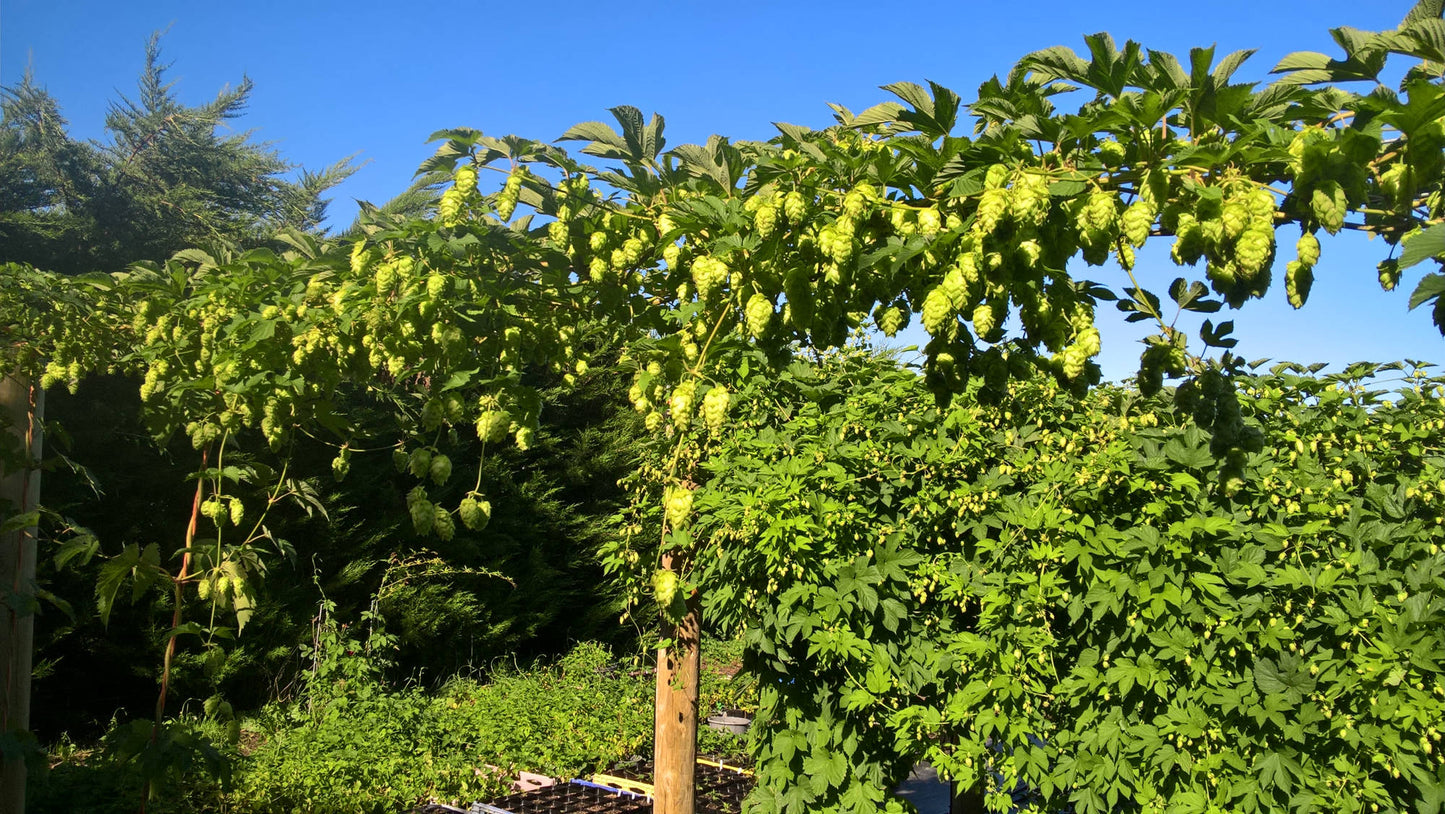 Orange Sunrise Hop Plant