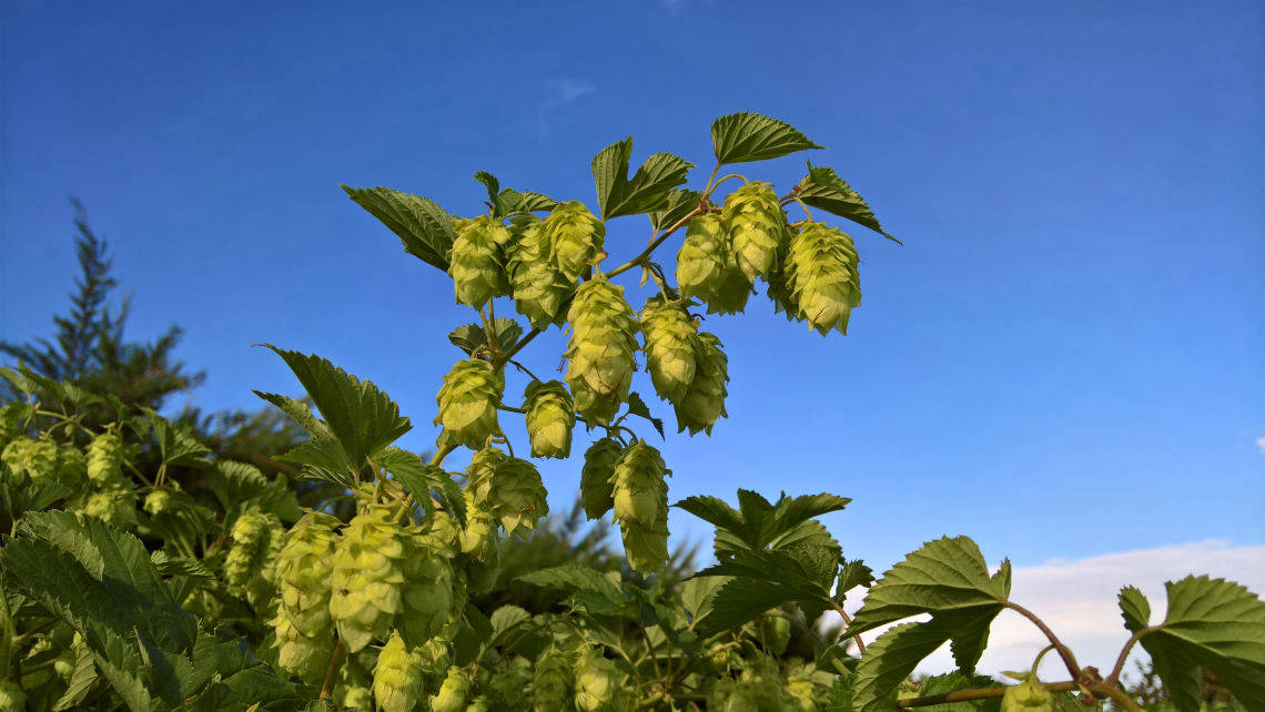 Tangerine Dream Hop Plant