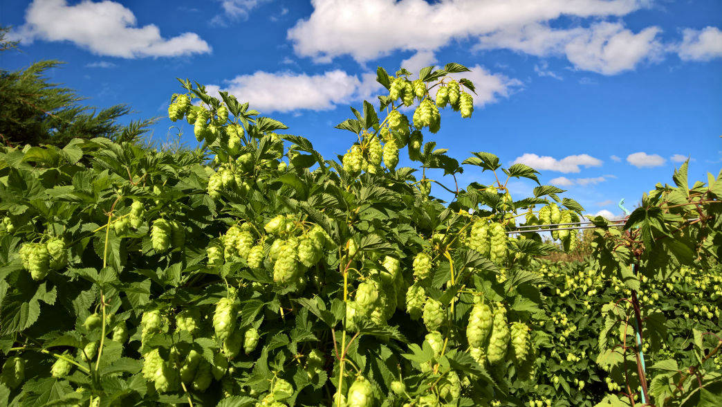 Cascade Hop Plant