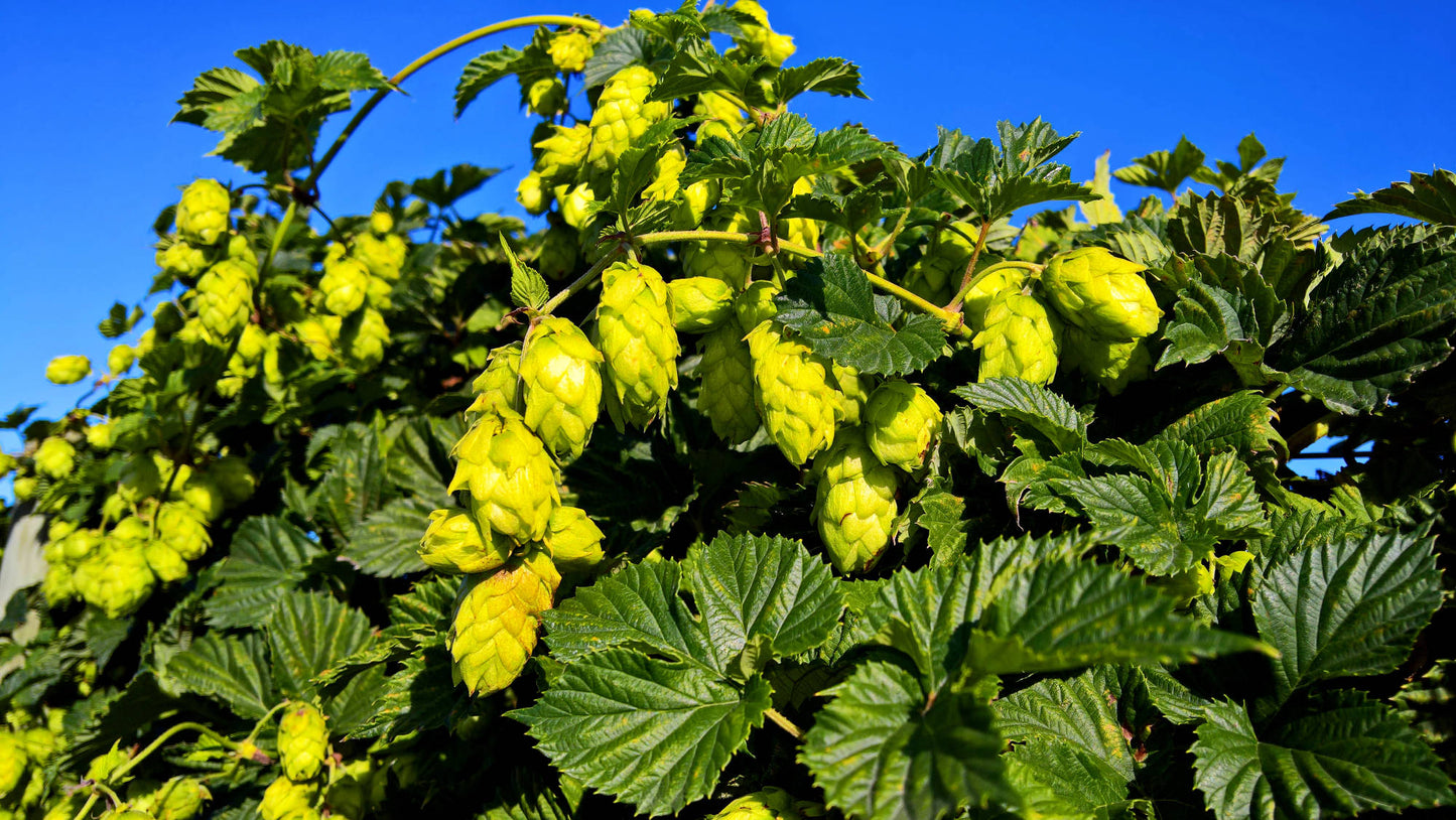 Liberty Hop Plant