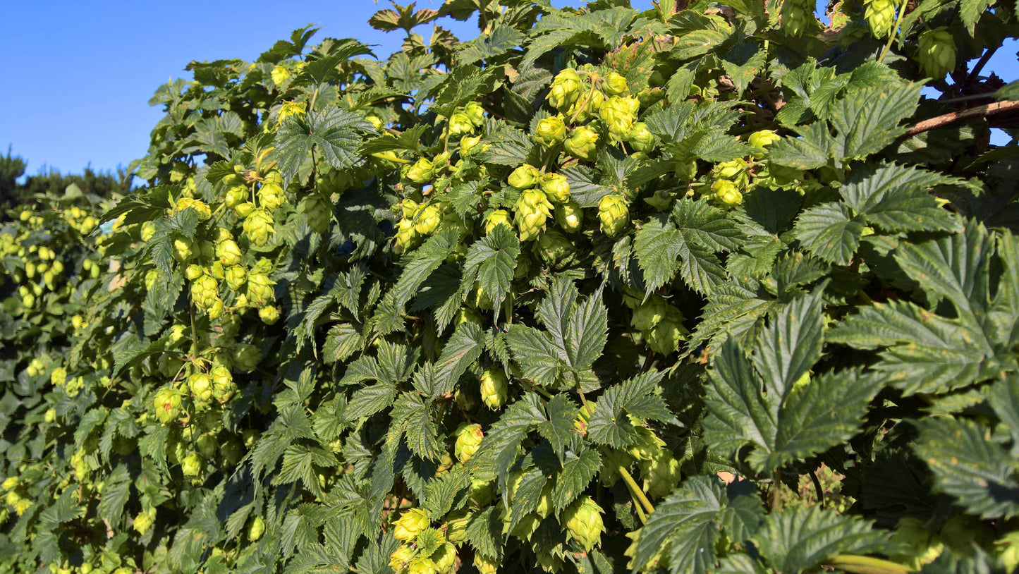 Liberty Hop Plant