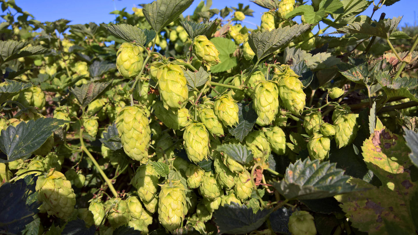 Kent Golding Hop Plant