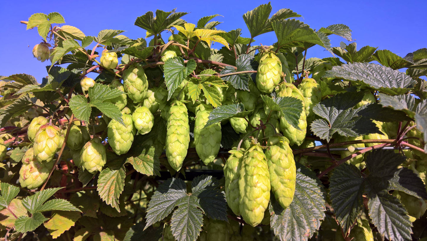 Kent Golding Hop Plant