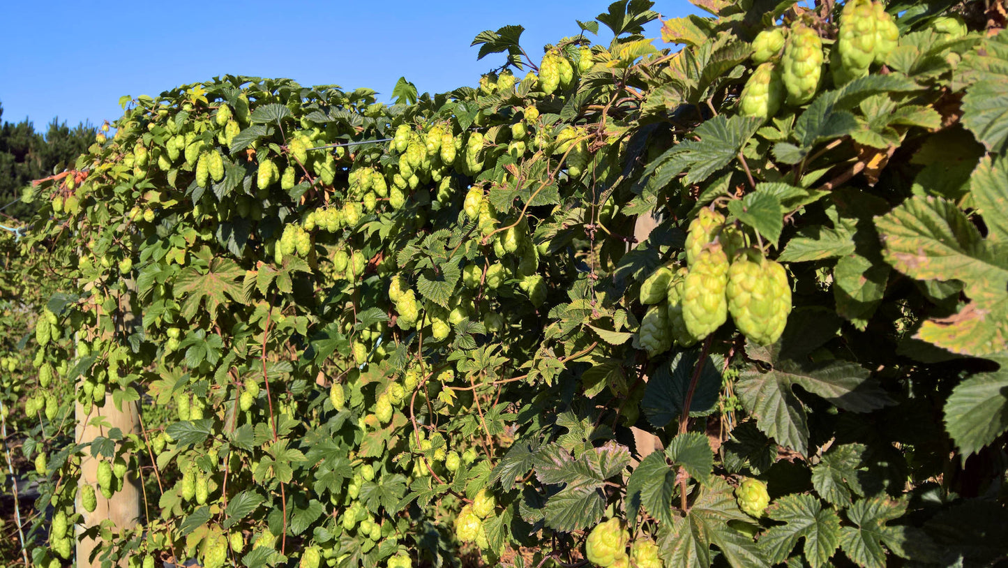 Kent Golding Hop Plant