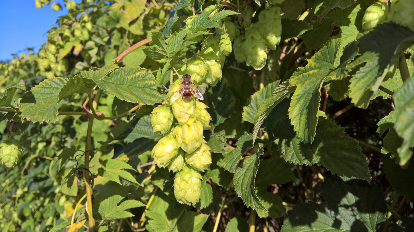 Orange Sunrise Hop Plant