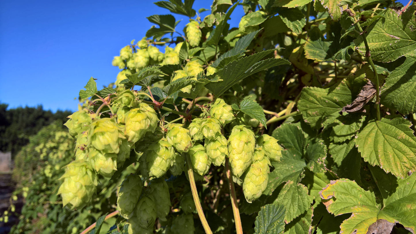 Orange Sunrise Hop Plant